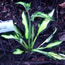 Hosta Morning Light